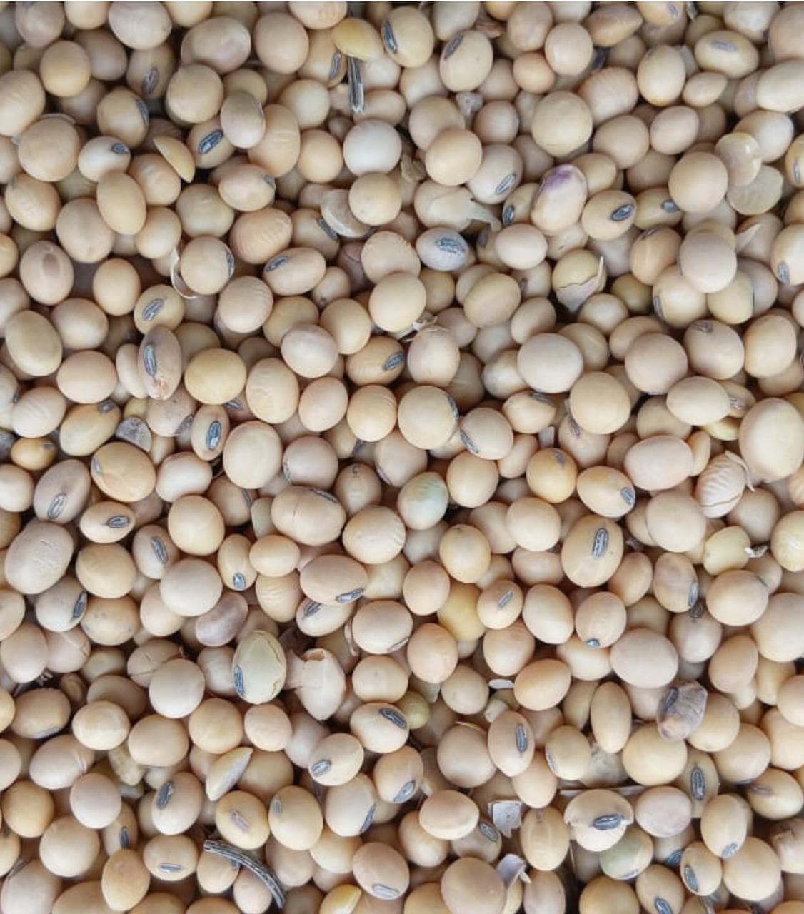 Full Fat Soybean Seed thumbnail 2