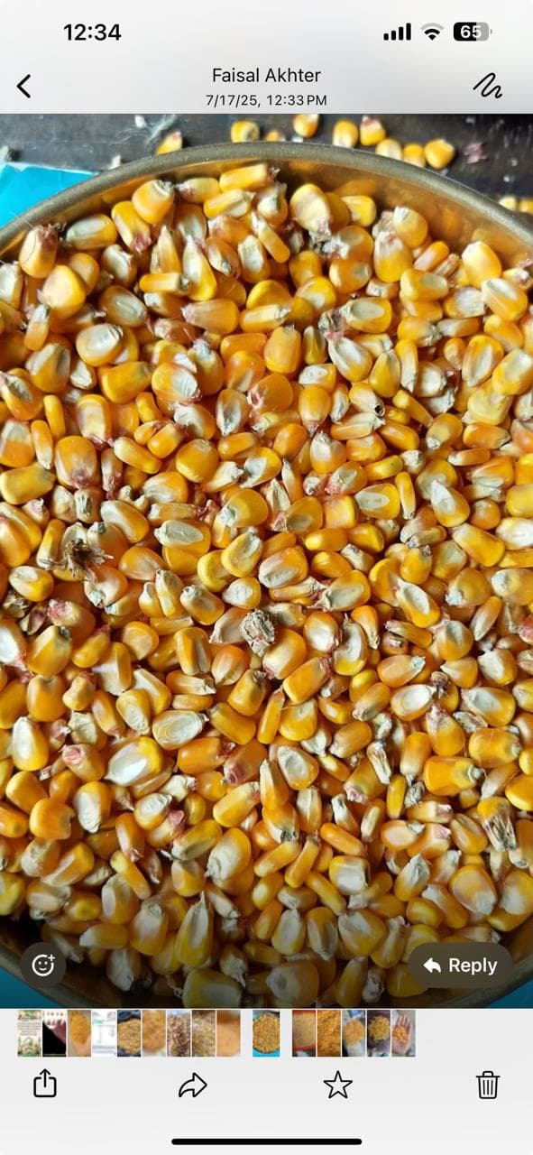 Maize (Feed Grade) - 1